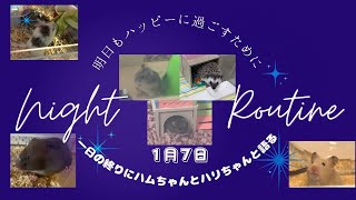 １日の終りにハムちゃんとハリちゃんと語る〜2025年1月7日