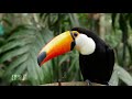 amazon rainforest the world in 4k travel leisure