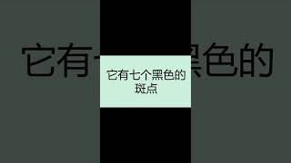 一分钟测试你的英语口语：主题【七星瓢虫（一般现在时）】