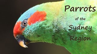 Parrots of the Sydney Region Australia - Stunning up-close views and various behaviours