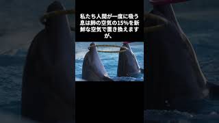 明日使えるイルカの生態【1分でタメになる動物雑学】#shorts   #動物雑学 #ためになる話 #面白い雑学　 #動物