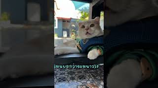 หนาวกี่โมง🤣#ชาลีตัวแสบ #แมวตลก #แมวน่ารัก #แมวai #catlover #youtubeshorts