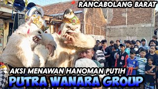 AKSI MENAWAN HANOMAN PUTIH ‼️ PUTRA WANARA GROUP