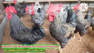 จำหน่ายพ่อพันธุ์ไก่ไข่โร๊ดไอส์แลนด์เรด และพ่อพันธุ์ไก่ไข่บาร์พลีมัทร็อค โทร  0627930538 ไลน์ chet.z