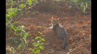 乡村的秋天，狗狗猫猫太治愈了