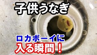 ウナギがフィルターに入る瞬間をとらえた！【日淡水槽2018#30】