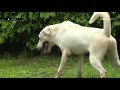 sekolah melatih keterampilan anjing anjing lucu ini ipop