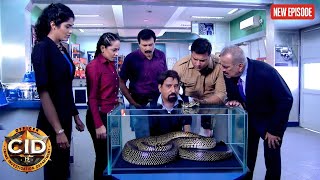 CID ऑफिस में निकला 18 फुट लंबा सांप, Salunkhe और Tarika ने शीशे में कैद किया! | CID | Latest Episode