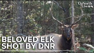 Michigan city divided over DNR's decision to shoot local elk, Roger