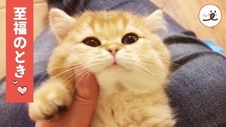 なでなでマッサージは最高💕 うっとりするニャンコがかわいい🐱【PECO TV】