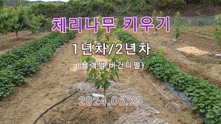 체리 나무키우기 1년/2년차 성장 상태 (2024.06.23)