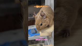 悩むデグー#デグー #degu #かわいい #pets #animals #エキゾチックアニマル #小動物