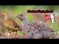 grey francolin birds hunting sound 100% warking kamuju sound teetar hunting sound