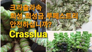 크라슐라속 희성/희성금/루페스트리 안전한가요? #희성 #희성금 #루페스트리 #다육이키우기 #다육이무름병 #크라슐라속 #탑돌이다육이 #多肉植物 #たにくしょくぶつ #succulent