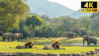 African Wildlife 4K: Tsavo West National Park -The Role of Speed in Survival | Animal 4K