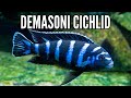 How to Keep the Most Aggressive African Cichlid: the Demasoni Cichlid