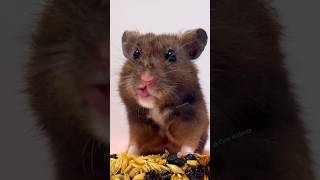 Cute hamster tongue 👅🐹 #pets