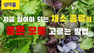 꽃보다상추47                                           지금 심어야 되는 채소 종류와👉좋은 모종 고르는 방법🥬🥦🌱🍀