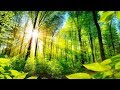 Nature's Golden Light! ... (music by Tim Janis)