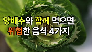 양배추와 상극인 음식 4가지