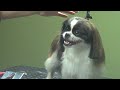 How to Groom a Pekingese (Basic Trim) - Do-It-Yourself Dog Grooming