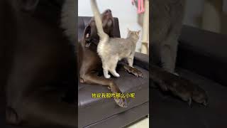 这还合作上了猫狗双全 戏精狗 猫和狗的故事 相互陪伴 猫狗双全的人生巅峰