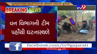 Mahisagar : Group of cows attacked by leopard, forest dept team reached the spot- Tv9