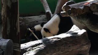 20210507 圓寶吃筍太專心 圓圓靠近失了魂 Giant Panda Yuan Yuan \u0026 Yuan Bao