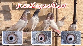 Golden, Kamagar \u0026 Lakha kabootar for sale | Whatsapp: 03078089993 | Pigeons Official Pk #trending