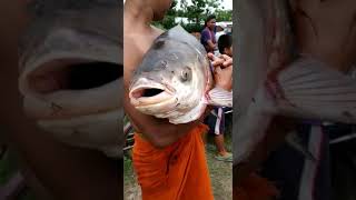 Nga achouba faba (big fish caught)