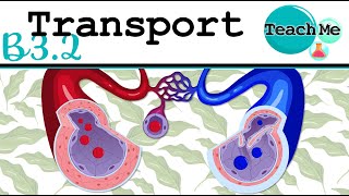 (B3.2) - Transport - IB Biology (SL/HL)