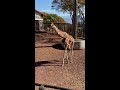 茶臼山動物園