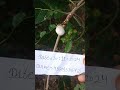 hoseki safed bhilawa biba white bhilawa seed7820953572