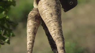 PARSNIPS: From the Field