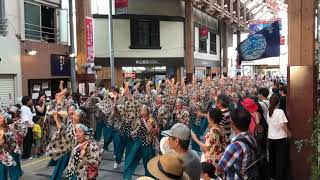 よさこい祭り2019 はりまや橋競演場 よさこいチーム音