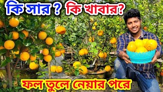 শীতে প্রচুর ফুল আনতে হার্ভেস্টিং পরবর্তী পরিচর্যা। স্প্রে ও সার প্রয়োগ বিধি। Citrus growing tips