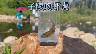 最常见的吻虾虎，子陵吻虾虎#玻璃缸中的大自然 #观赏鱼 #养鱼日记 #养鱼养心 #鱼儿水中游 #水族爱好者 #鱼儿自由自在的水中游 #水族