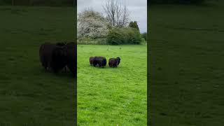 Two amazing Scottish sheepdogs