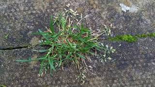 Discovering the Delicate Beauty of Annual Meadow Grass: A Visual Treat