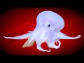 Unidentified Octopus Found by ROV | Deepsea Oddities: Unknown