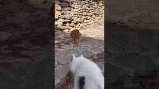 A Meeting of Two Worlds: Yakutian Laika Faces Off with a Beautiful Ginger Cat! #cats #yakutianlaika