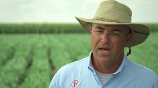 Protect Soybean Yield with Resistant Frogeye Leaf Spot Control