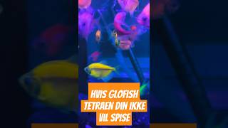 Hvis Glofish Tetraen din ikke vil spise #aquarium #fish  #akvaryum #fishtank #plantedtank #aquascape