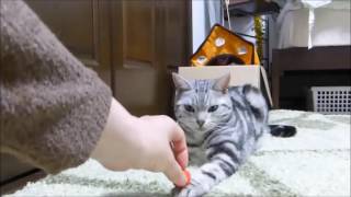 母ちゃんが帰ってこない…寂しすぎて一晩中拗ねてた猫  Cat's angry about mom came back home too late