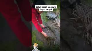 Sekali serok langsung dapat banyak #serokikan #ikan #videoshorts