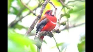 Red-headed Trogon