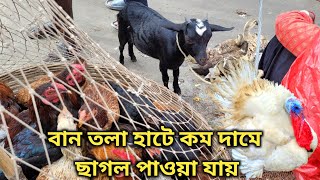 বান তলা হাটে কম দামে ছাগল পাওয়া যায় | Animal India