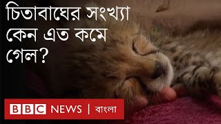 চিতাবাঘ  পাচার কি ঠেকানো যাচ্ছে?  | BBC Bangla