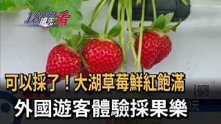 可以採了！大湖草莓鮮紅飽滿　外國遊客體驗採果樂－民視新聞