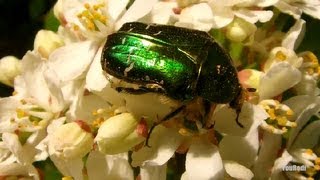 Le Scarabée doré- Cetonia Aurata- Dieu de l'Egypte- Rose chafer- Macro